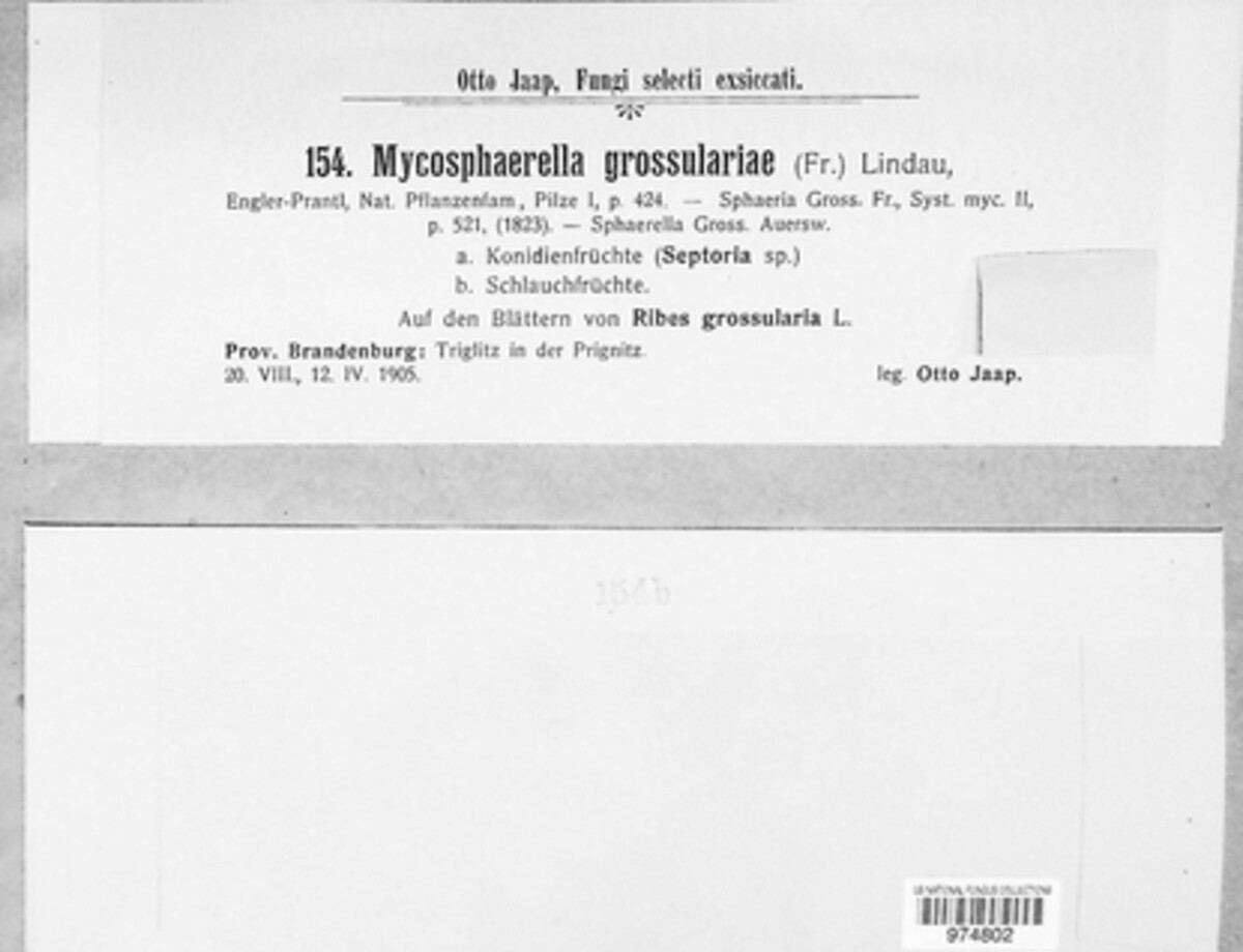 Mycosphaerella grossulariae image